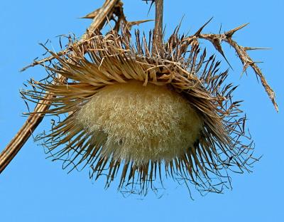 Thistle