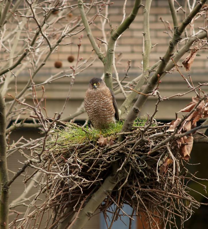 Coopers Hawk