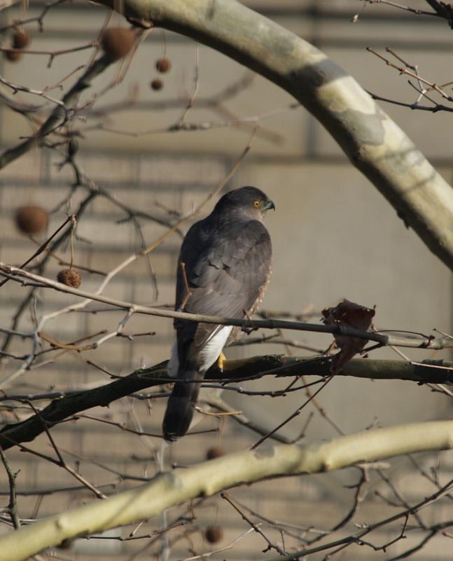 Coopers Hawk