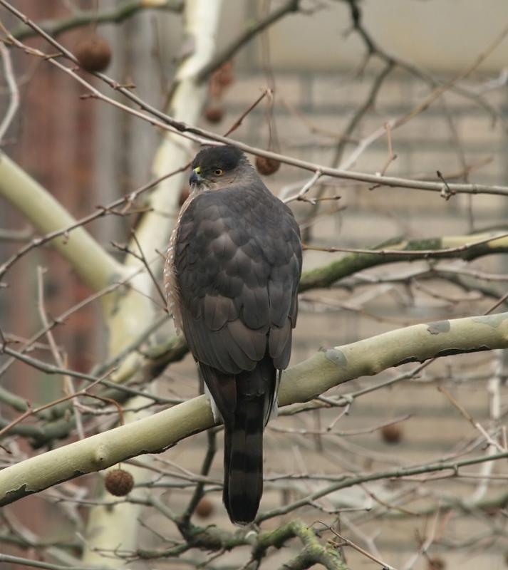 Coopers Hawk
