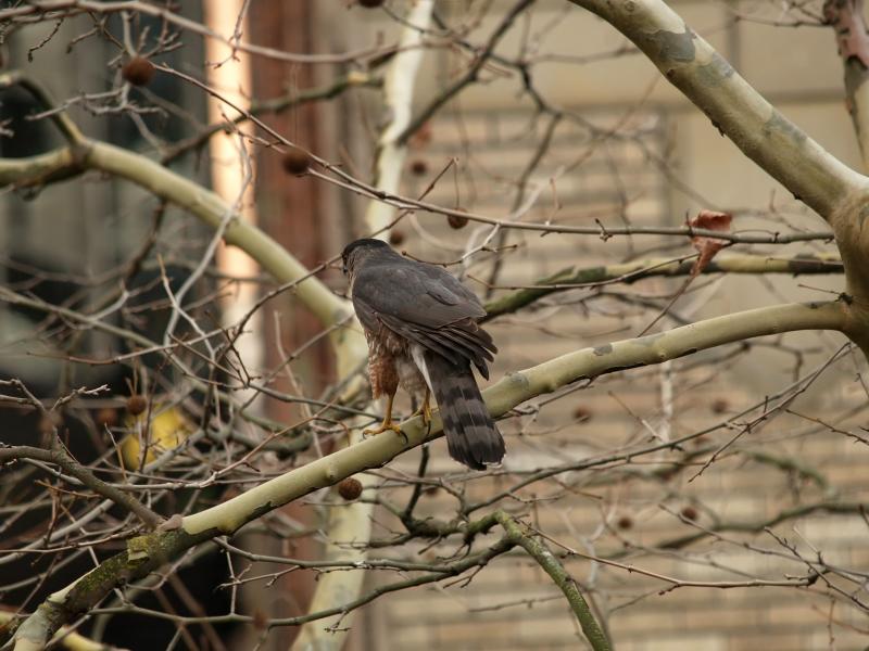Coopers Hawk