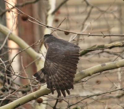 Coopers Hawk