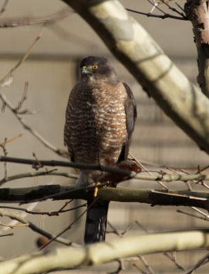 Coopers Hawk