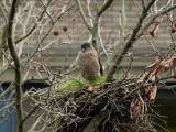 Coopers Hawk