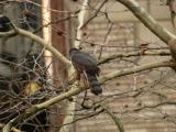 Coopers Hawk