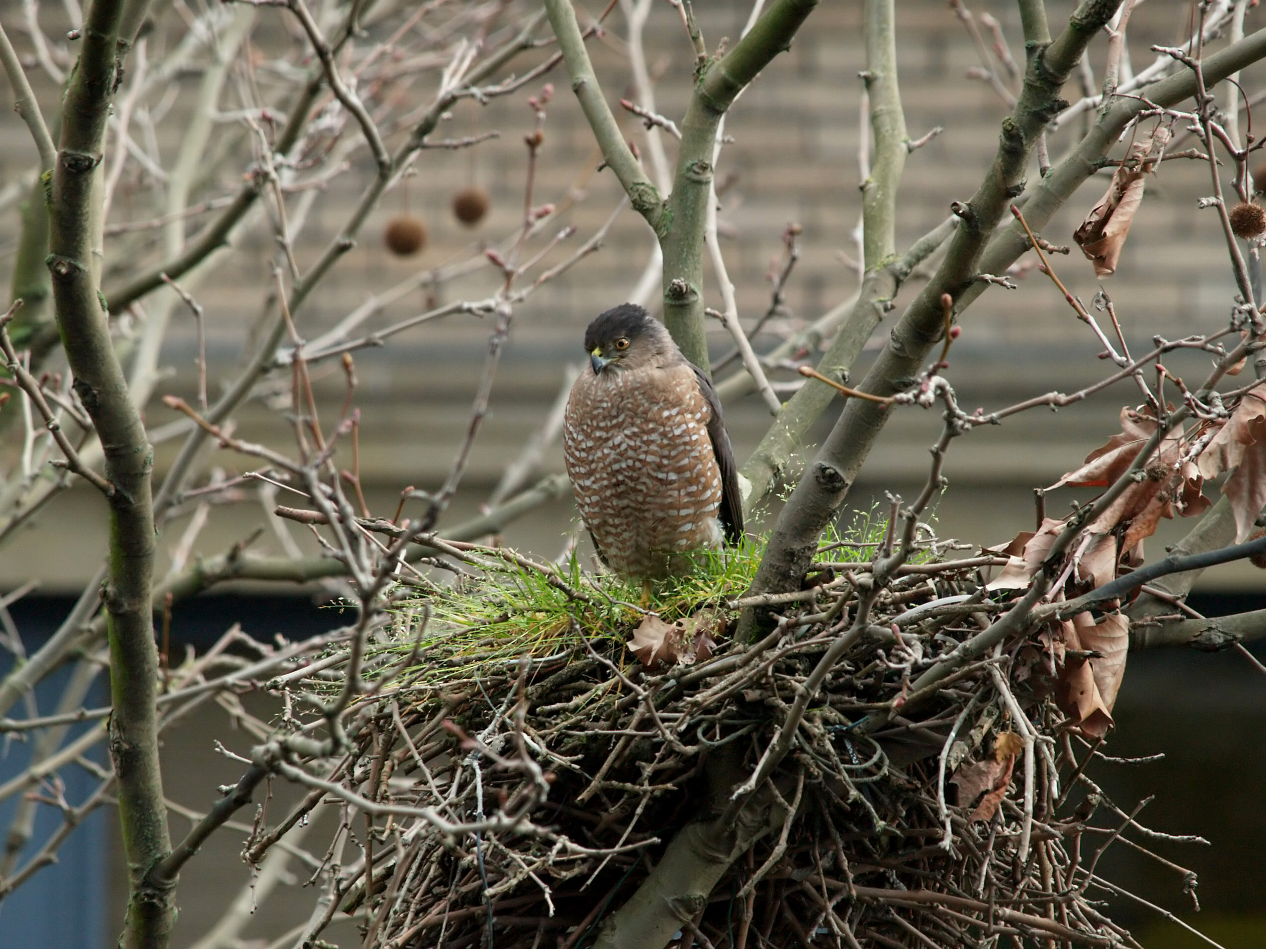 Coopers Hawk