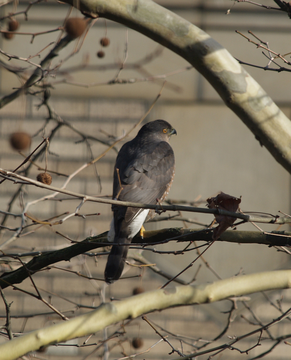 Coopers Hawk