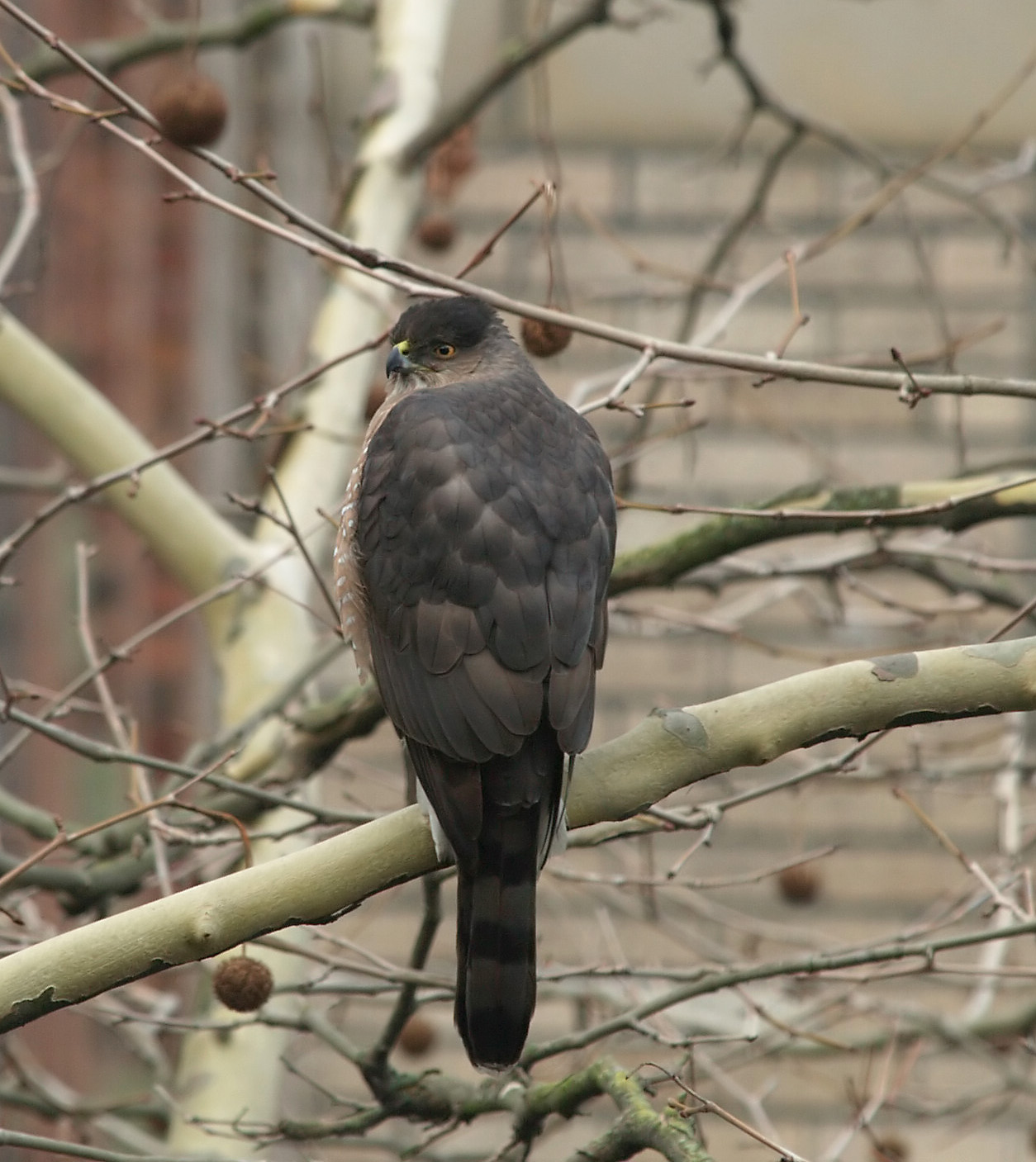 Coopers Hawk