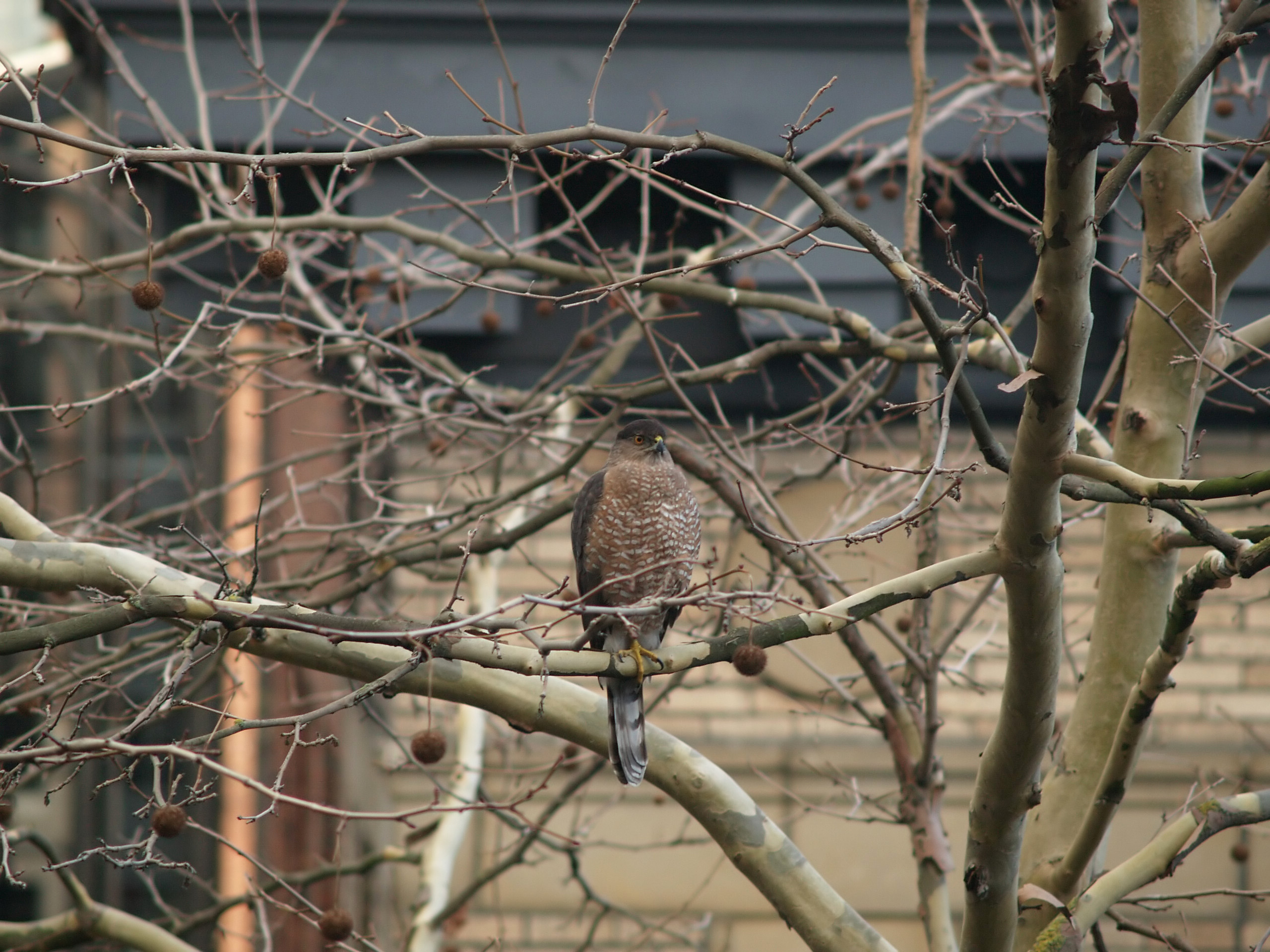 Coopers Hawk
