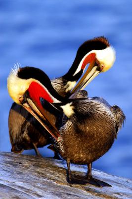 Birds of So California