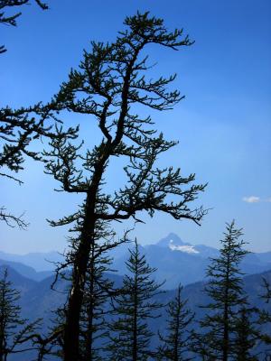 Alpine Larch Tree