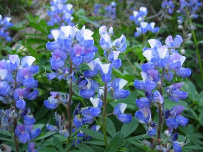 Lupine on Heather Trail