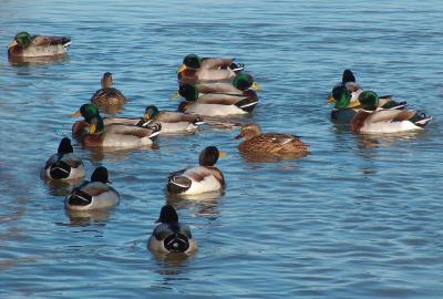 Mallards.