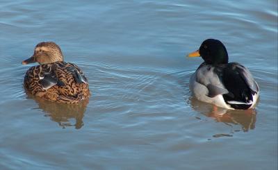 Mallards.