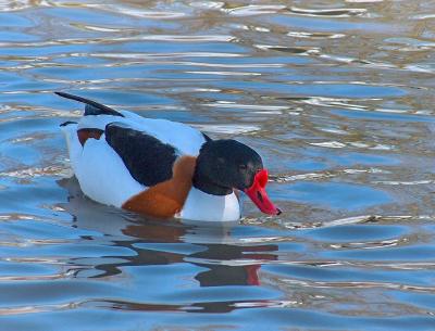 Shelduck.  (2)