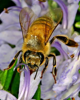 Pollen Hunter