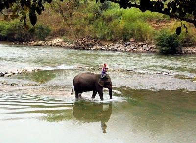 Elephant wadding in the Pai River