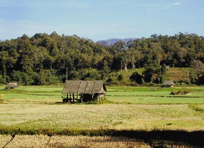 Rice fields with huts