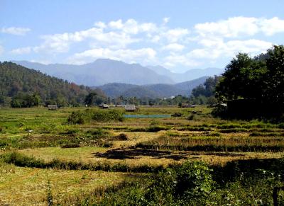 Rice fields and mountains