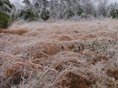 A field of sedge