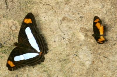 Butterfly12.jpg