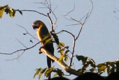 Macaw2.jpg