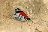Butterfly11.jpg