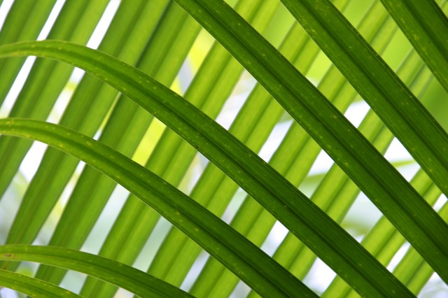 PalmLeaves.jpg