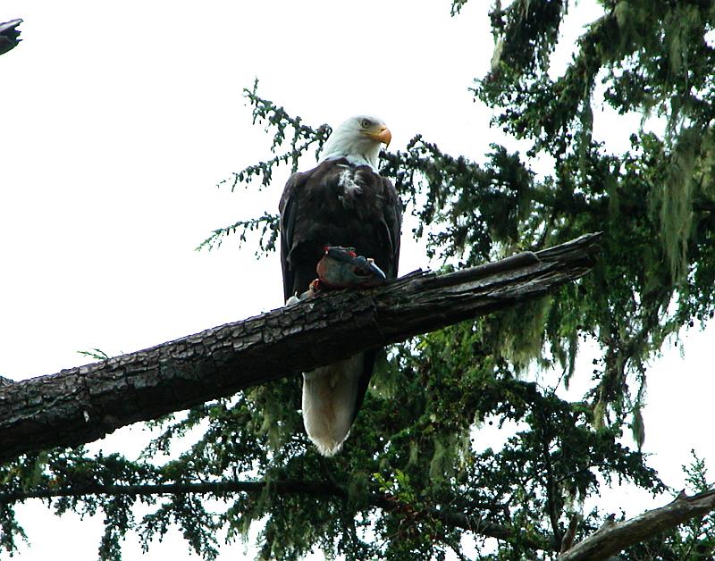 Eagle eating fish