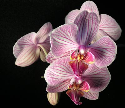 Orchid