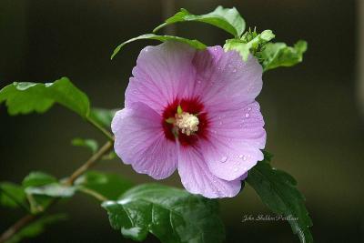 Rose of Sharon (Hibiscus syriacus Aphrodite)