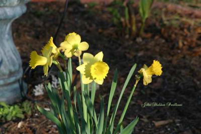 Daffodils