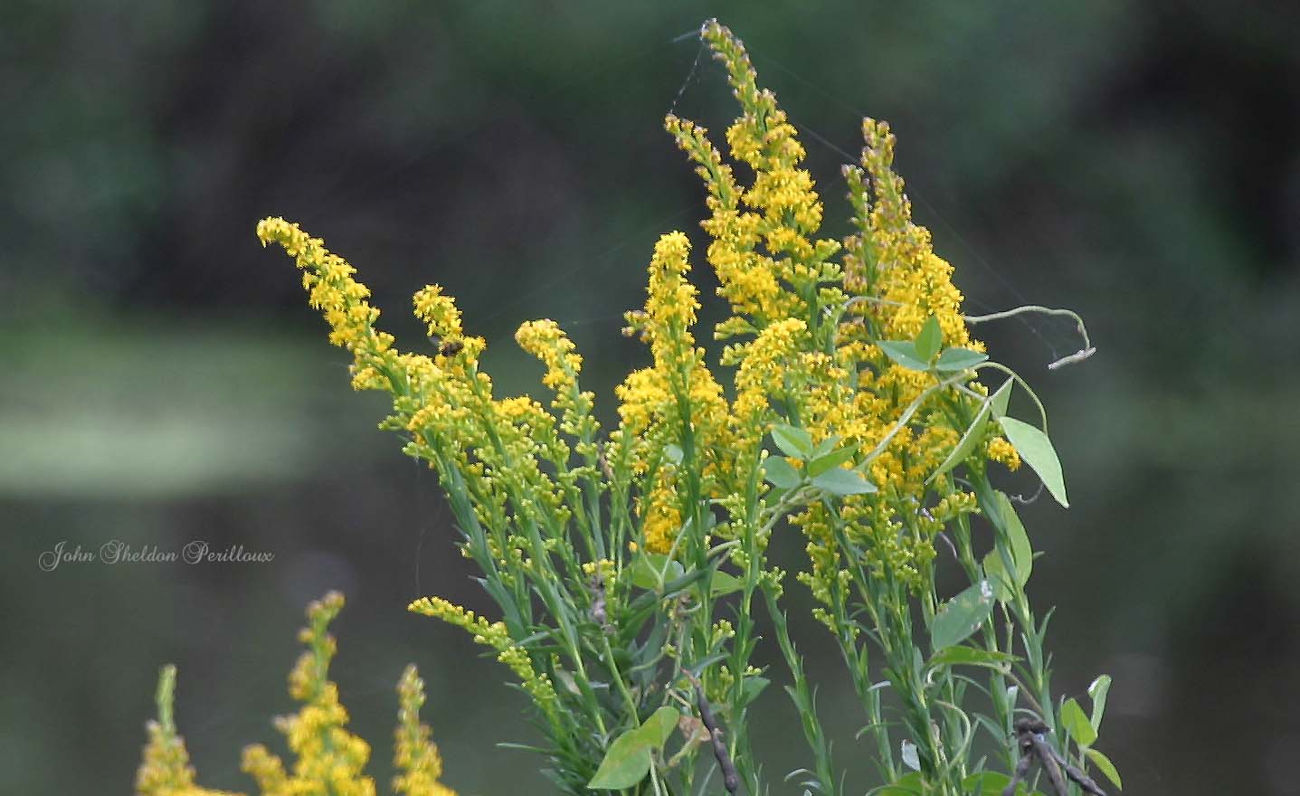 Showy Goldenrod <I>(Solidago speciosa)</I>