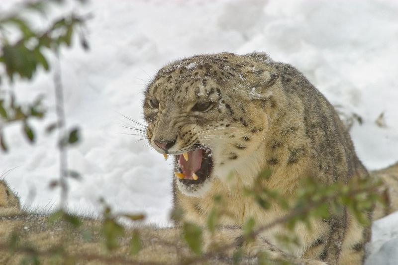 Snow_Leopard.jpg