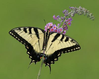 Eastern Tiger Swallowtail 2004