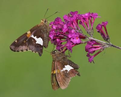 Two Silver Spotted Skippers