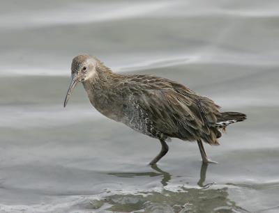 Clapper Rail