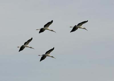 Woodstorks in Flight