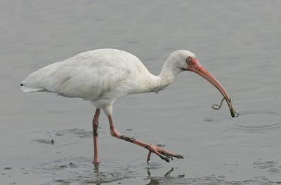 White Ibis