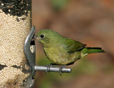Painted Bunting (female)