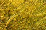 Forsythia