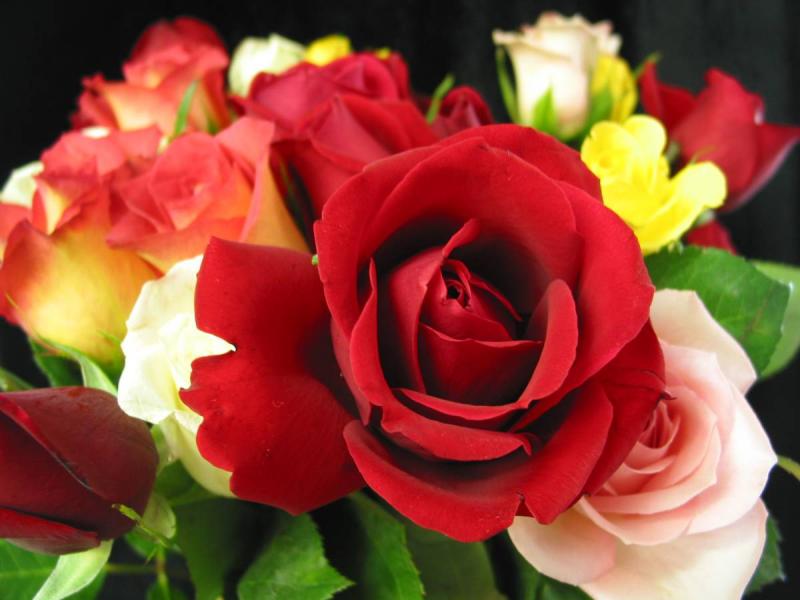 Bunch of Roses