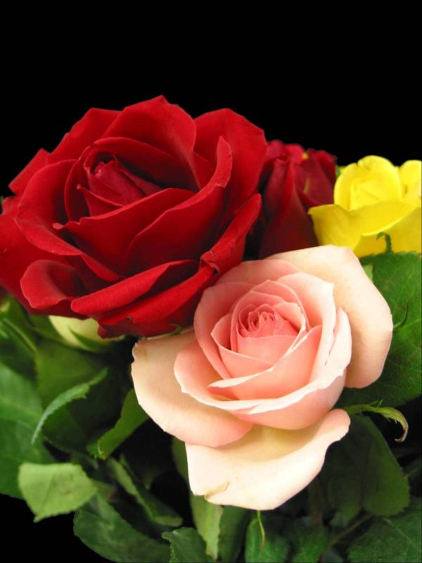 Three Roses