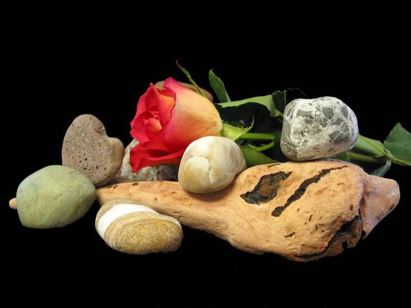 Sticks and Stones May Break My Bones But A Rose Will Never Hurt Me