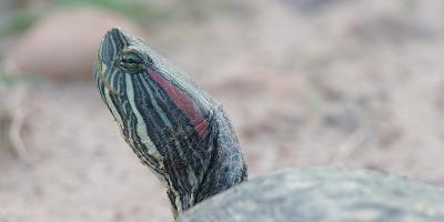 Red Eared Slider