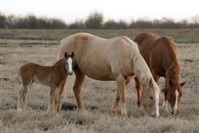 The-Generations