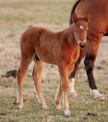 New-Colt