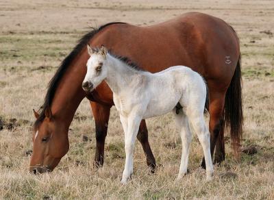 New-Buckskin