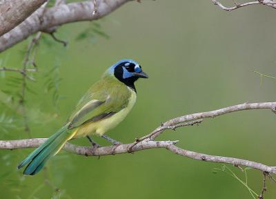 Green-Jay