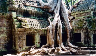 Angkor Ta Prohm.JPG